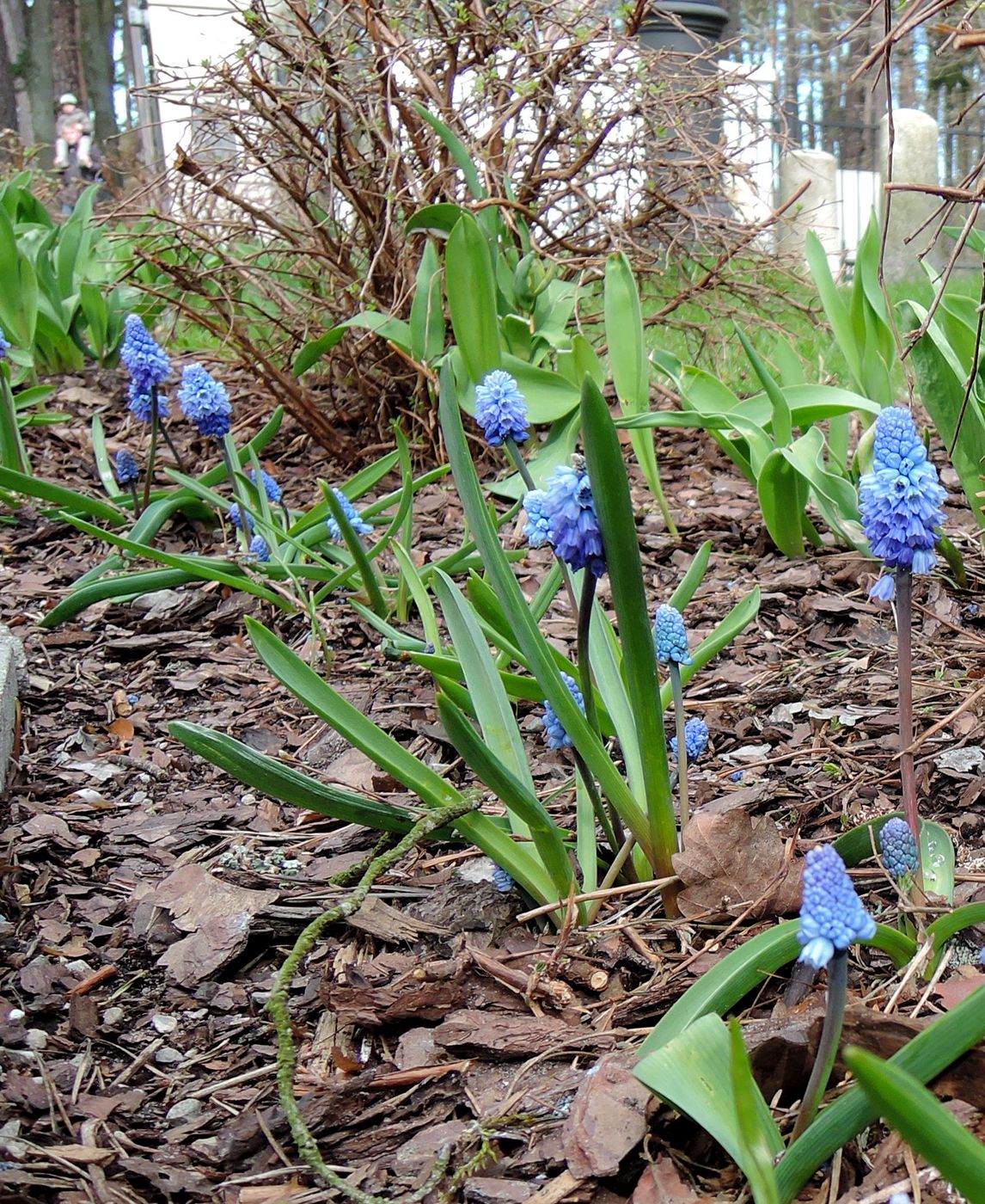 Image of Pseudomuscari azureum specimen.