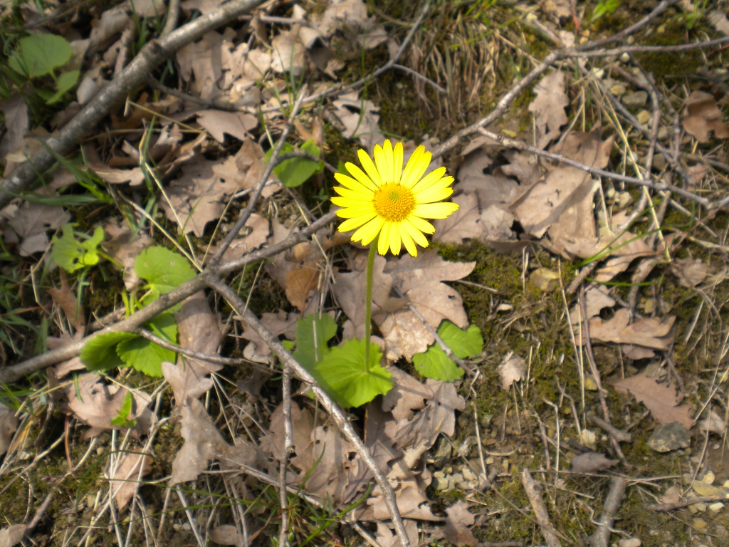 Image of Doronicum orientale specimen.