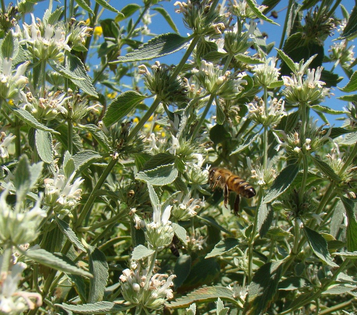 Image of Marrubium peregrinum specimen.