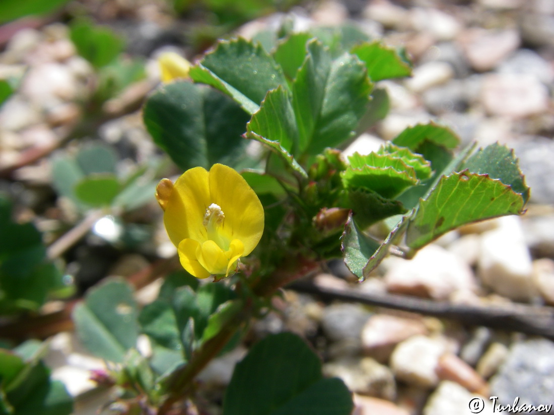 Изображение особи род Medicago.