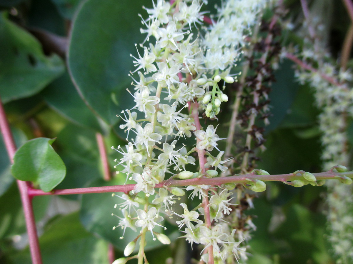 Image of Anredera cordifolia specimen.