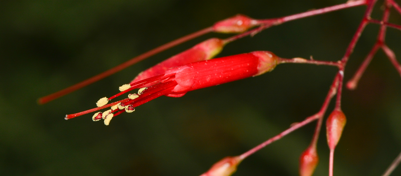 Image of Fouquieria macdougalii specimen.