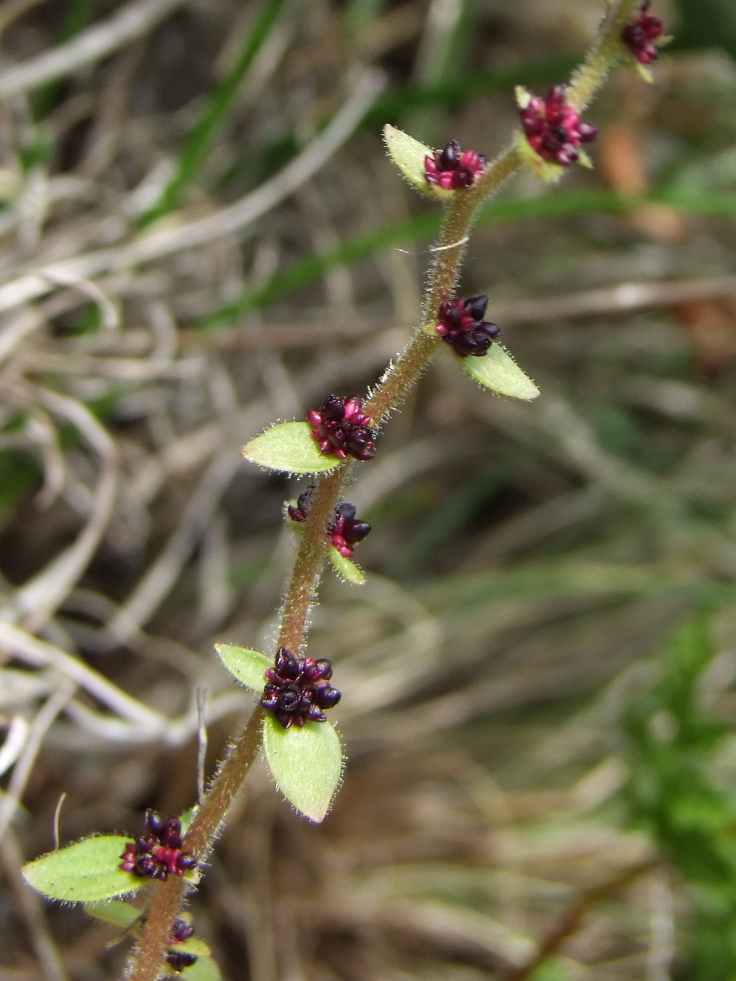 Image of Saxifraga cernua specimen.