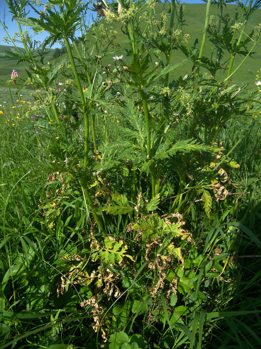 Image of Eleutherospermum cicutarium specimen.