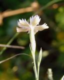 Dianthus pallens. Цветок со стороны чашечки. Украина, г. Запорожье, балка Щавелевая, возле кустов боярышника. 19.07.2017.