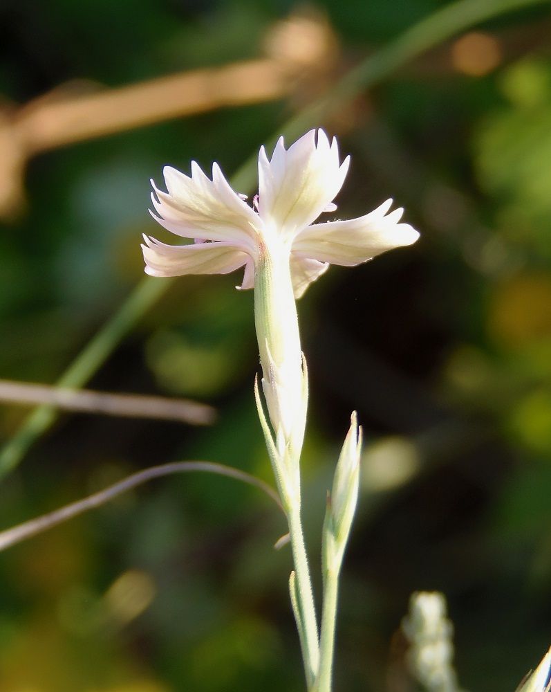 Изображение особи Dianthus pallens.