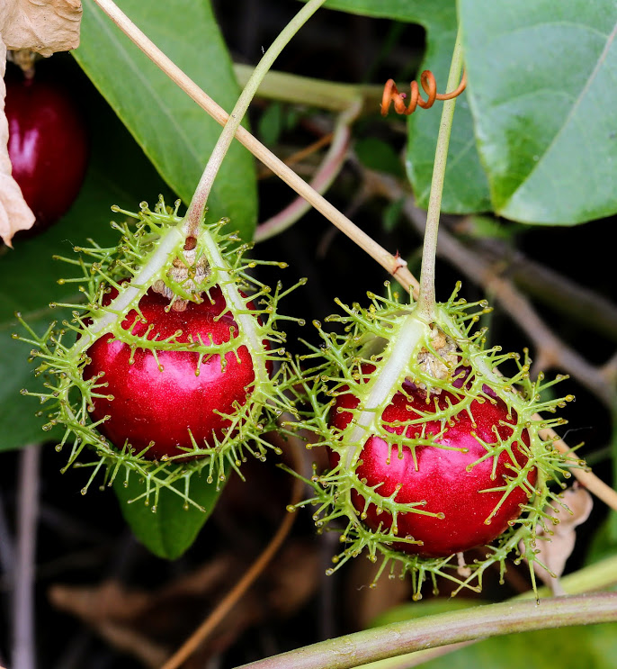 Image of Passiflora foetida specimen.