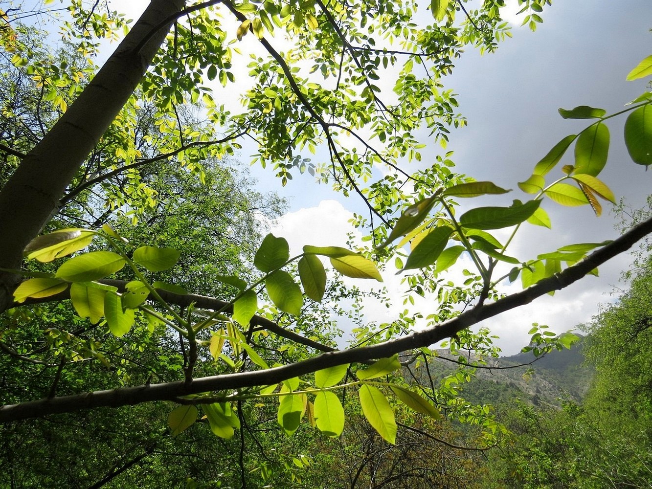 Image of Juglans regia specimen.