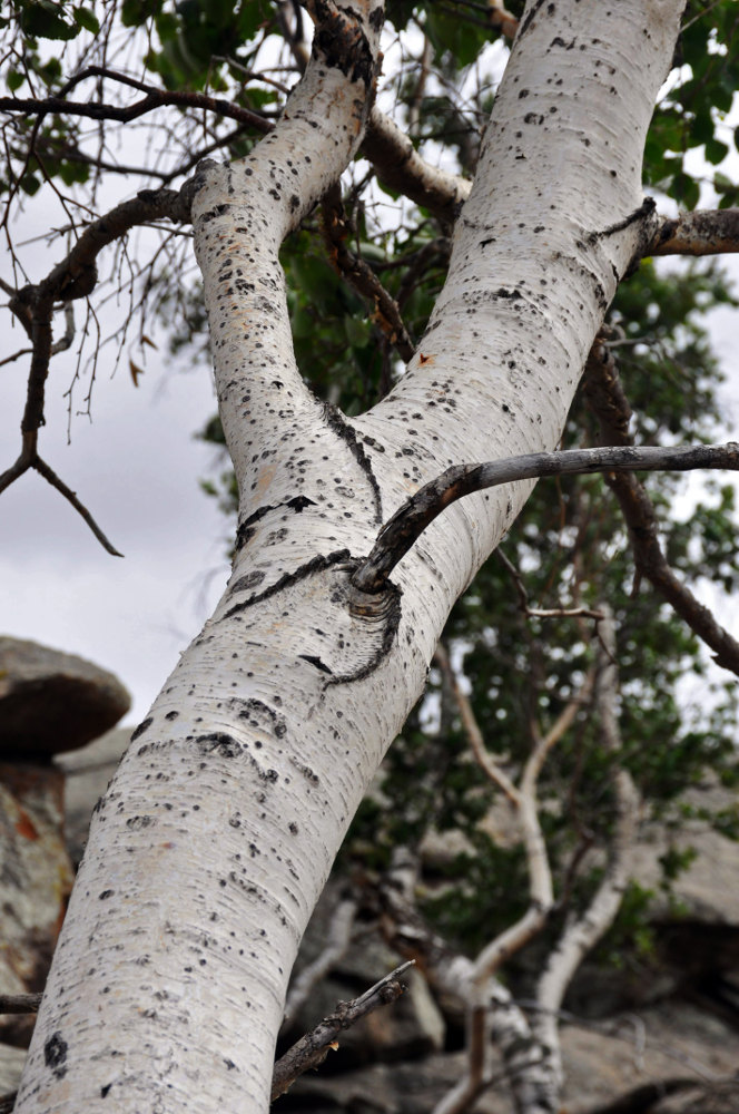 Image of Betula platyphylla specimen.