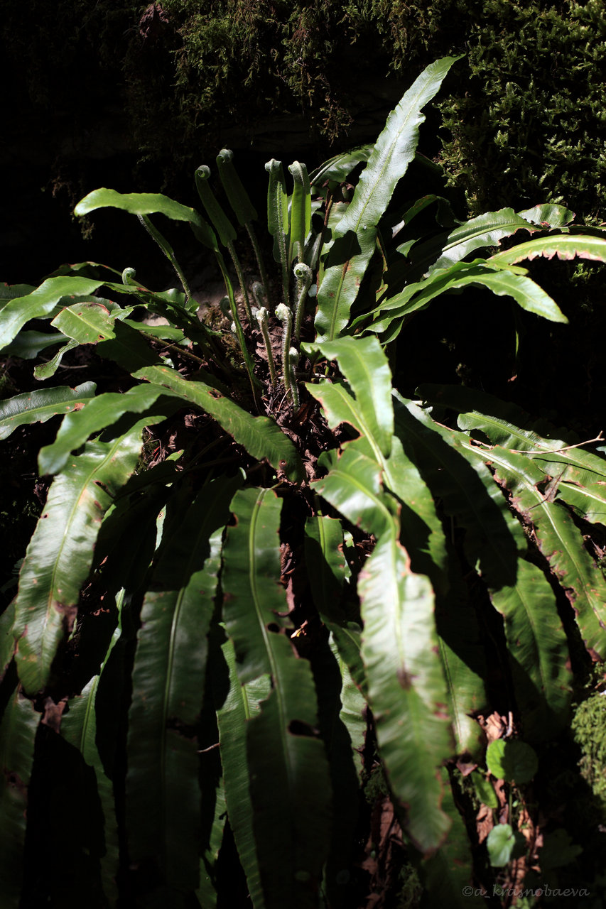 Изображение особи Phyllitis scolopendrium.