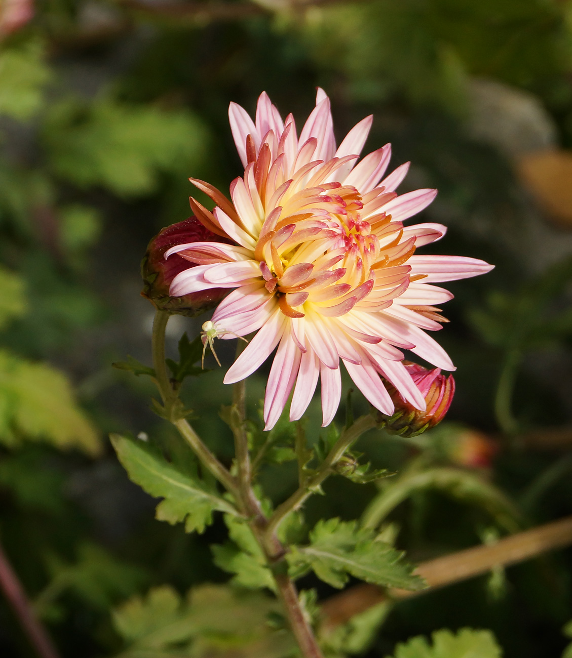 Image of Chrysanthemum indicum specimen.