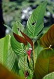 Marantochloa mannii. Верхушка побега с соцветием. Малайзия, Куала-Лумпур, в культуре. 13.05.2017.