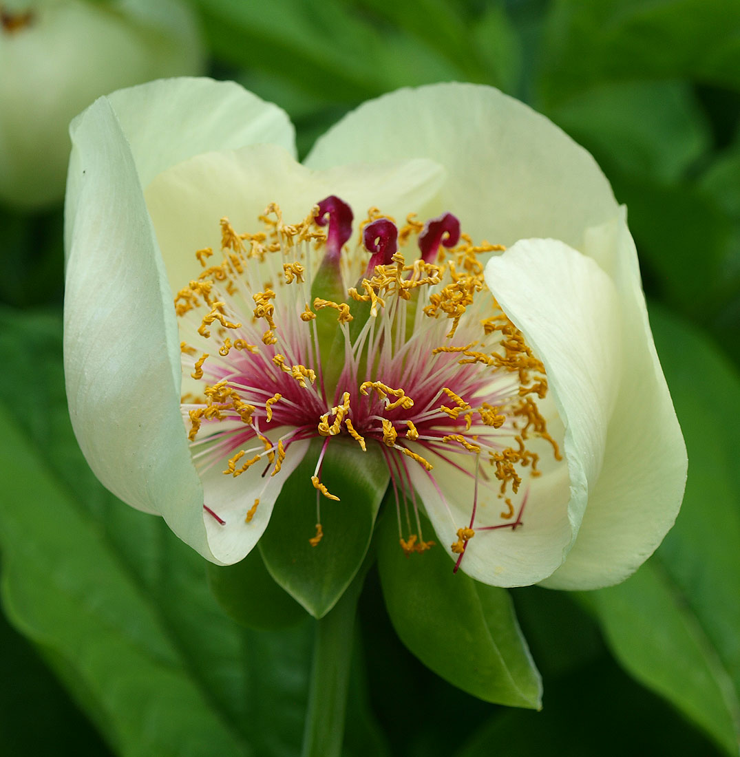 Изображение особи Paeonia macrophylla.