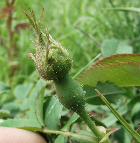 Image of genus Rosa specimen.