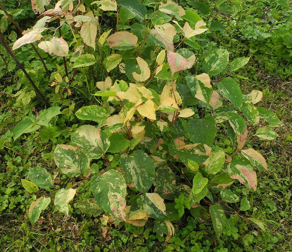 Image of Reynoutria japonica specimen.