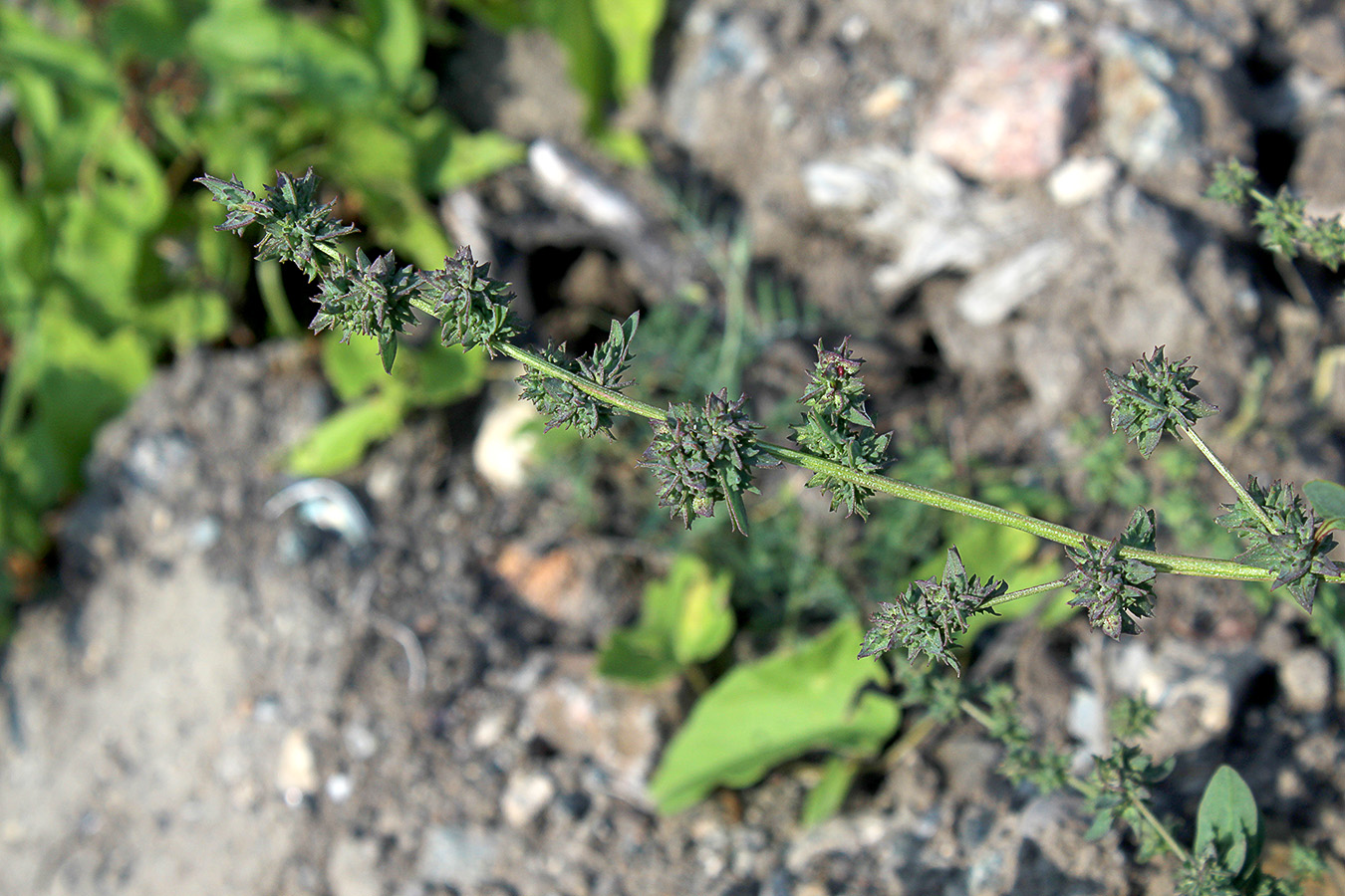 Image of Atriplex prostrata specimen.