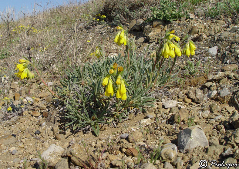 Image of Onosma taurica specimen.