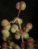 Смотреть изображение Galium verum