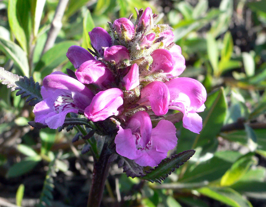 Image of Pedicularis pacifica specimen.