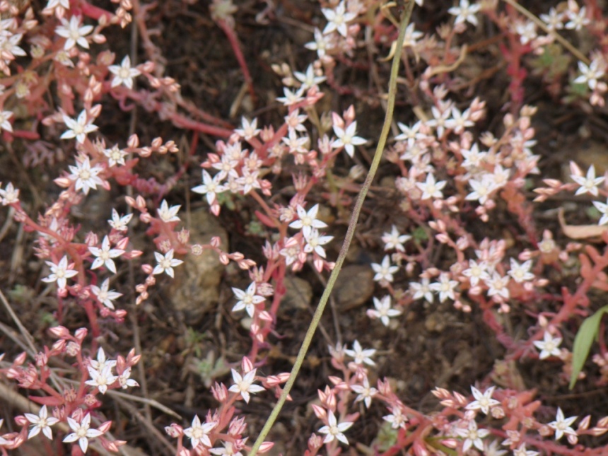 Image of Sedum pallidum specimen.