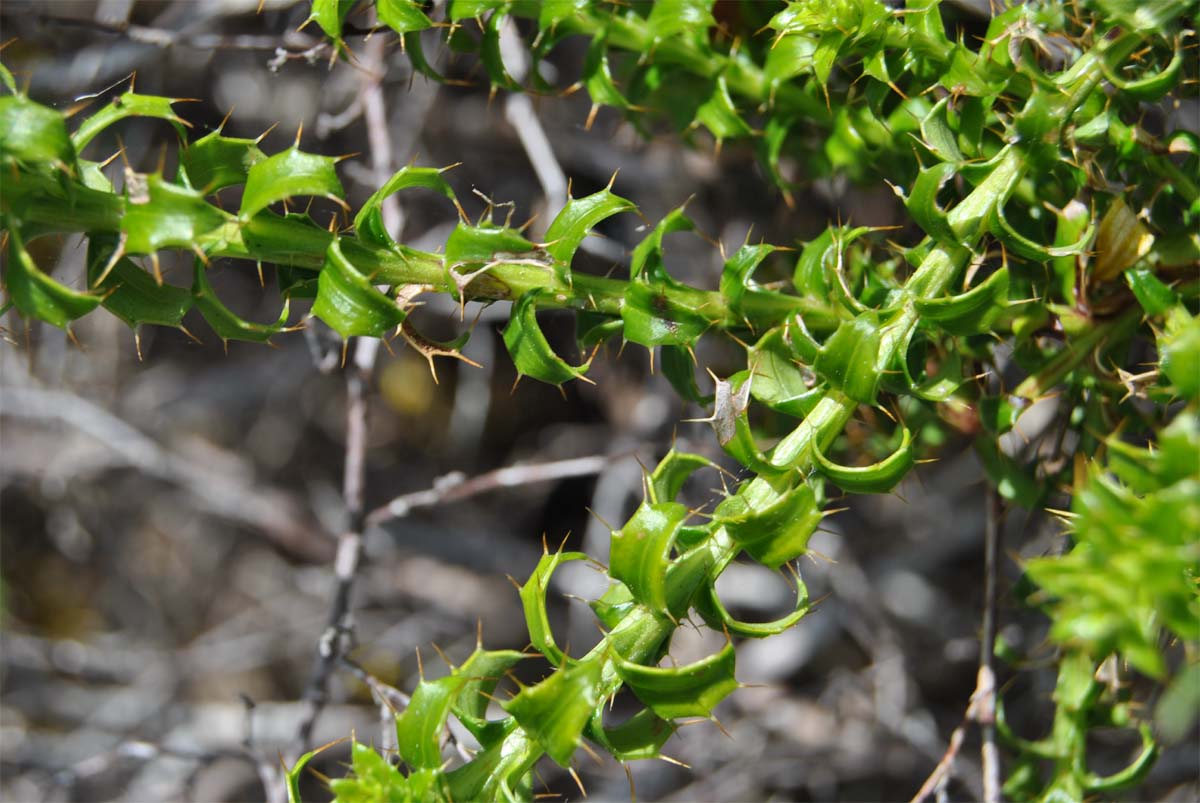 Image of Cullumia setosa specimen.