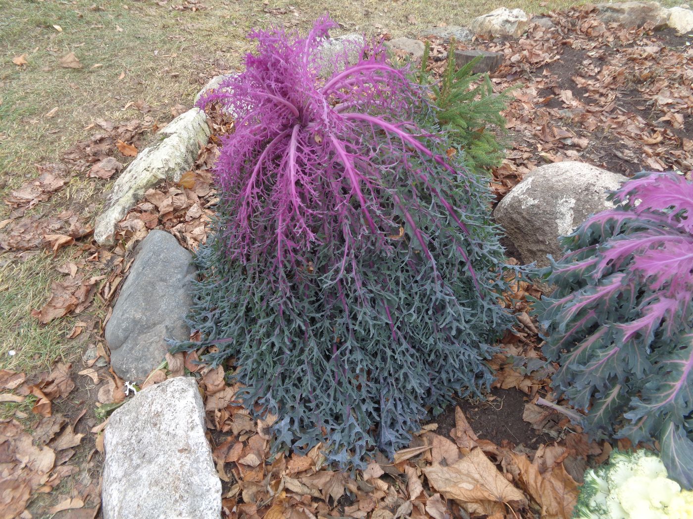 Image of Brassica oleracea var. viridis specimen.