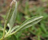 Helianthemum canum