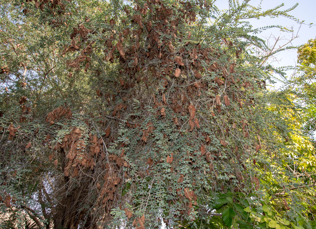 Изображение особи Lysiphyllum gilvum.