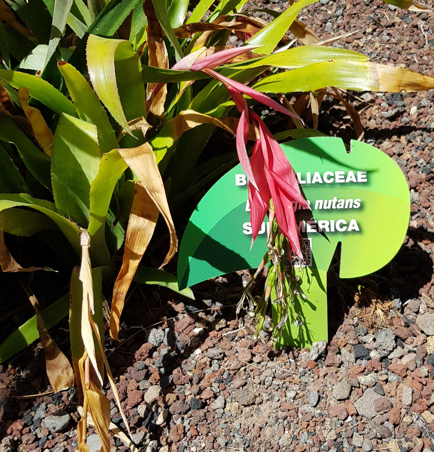 Image of Billbergia nutans specimen.