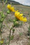 Sonchus arvensis subspecies uliginosus. Соцветия. Крым, известняковые холмы в окр. с. Верхнесадовое. 30 июня 2010 г.