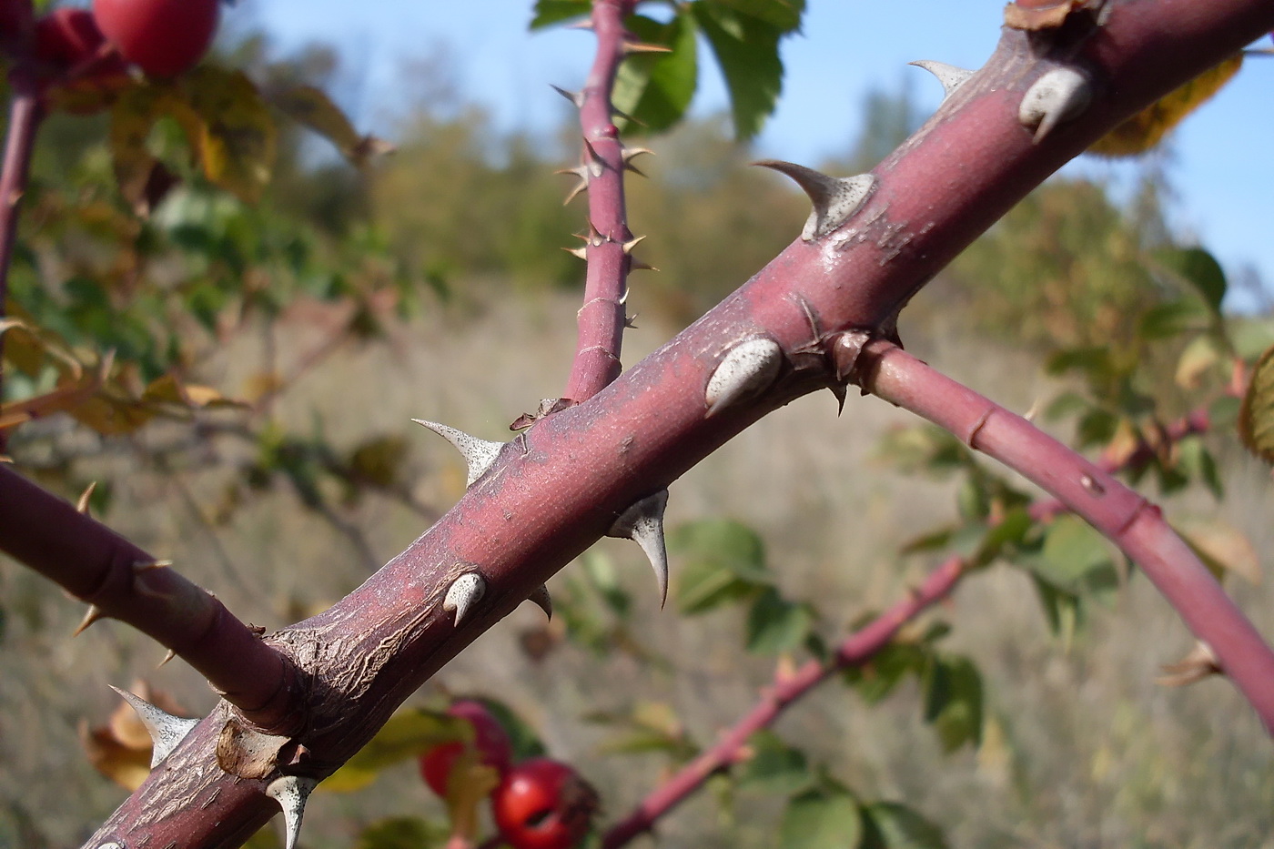 Изображение особи Rosa lupulina.