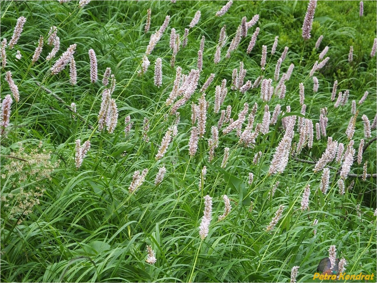 Изображение особи Bistorta officinalis.