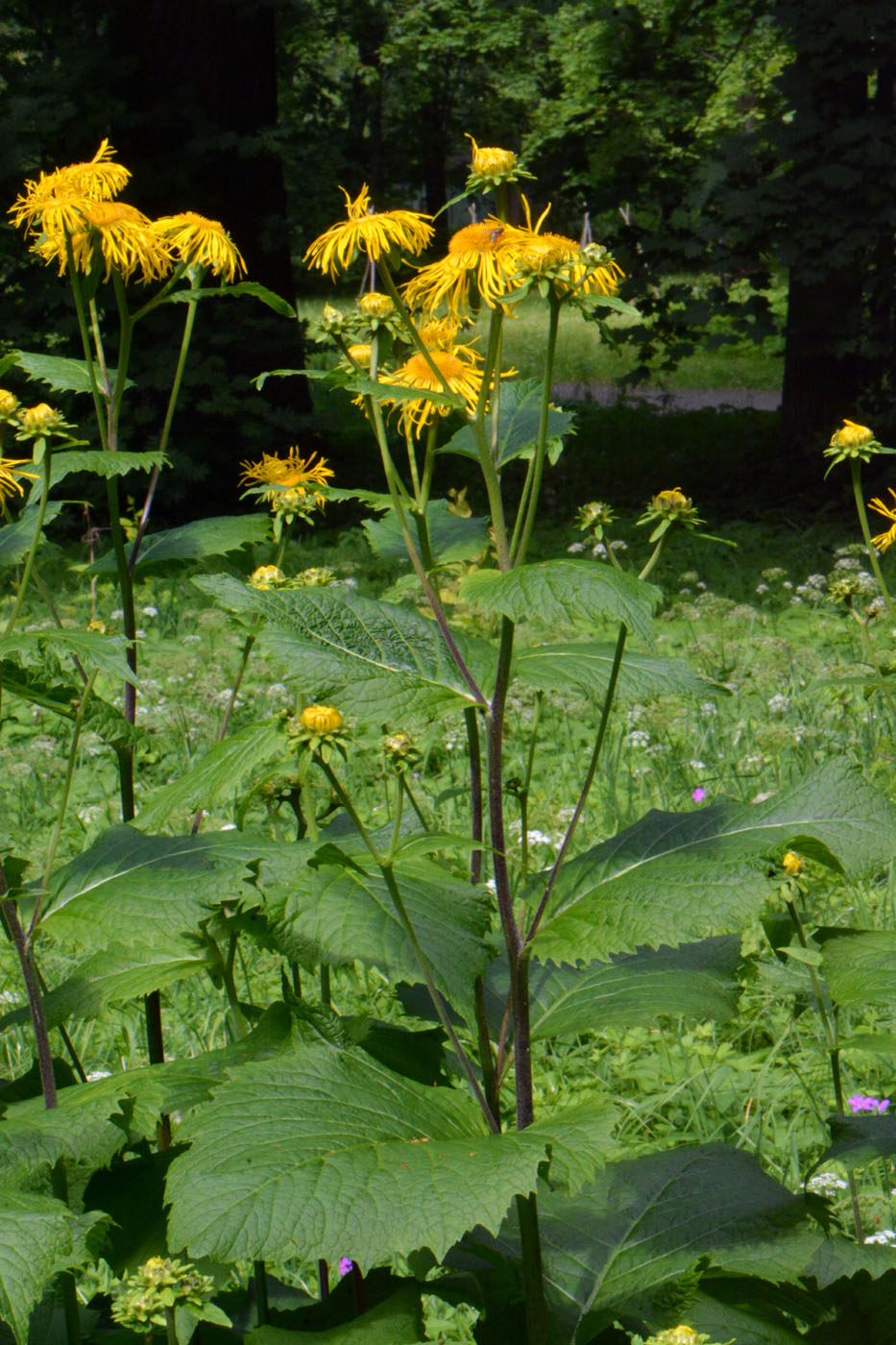 Изображение особи Telekia speciosa.