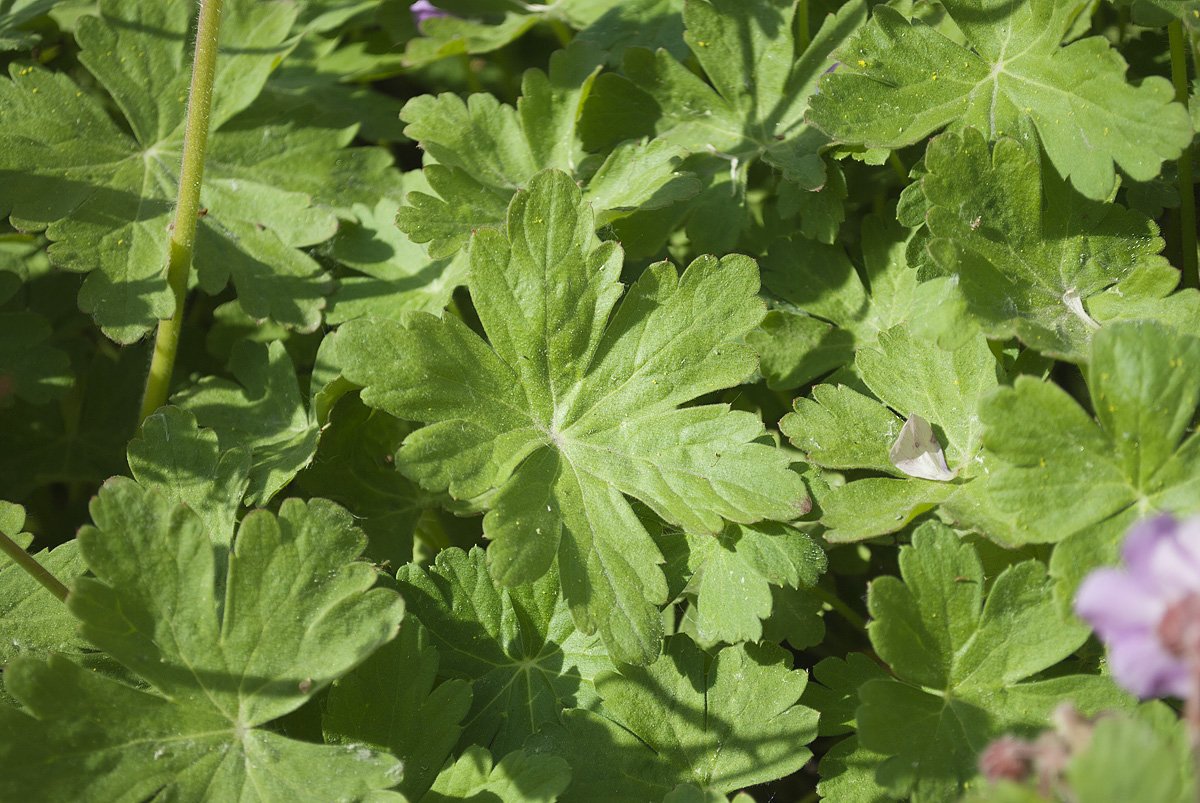 Image of Geranium &times; cantabrigiense specimen.