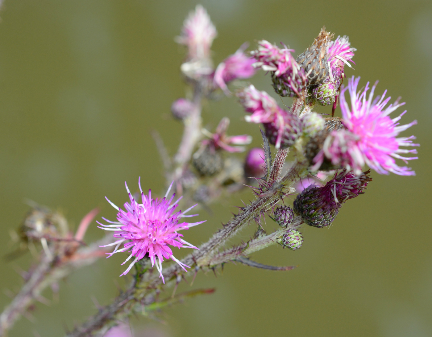 Image of Cirsium palustre specimen.