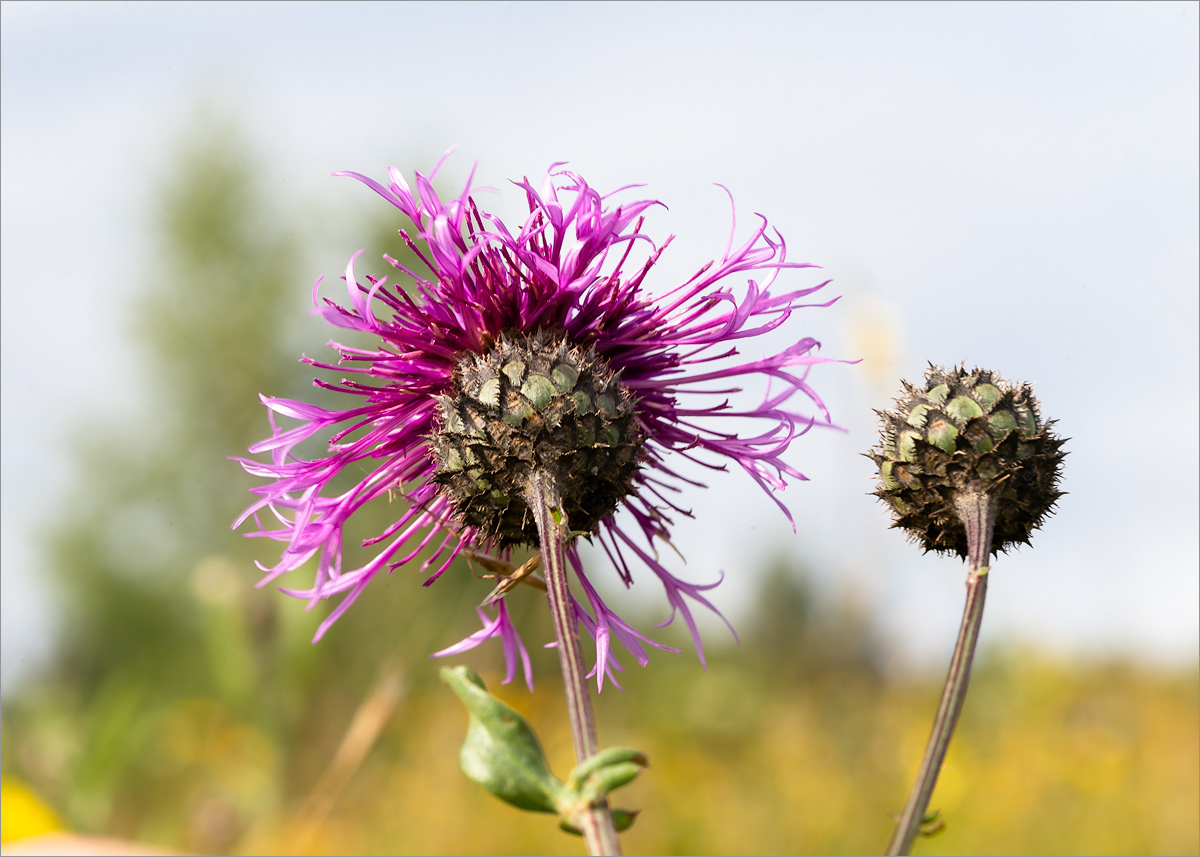 Изображение особи Centaurea scabiosa.