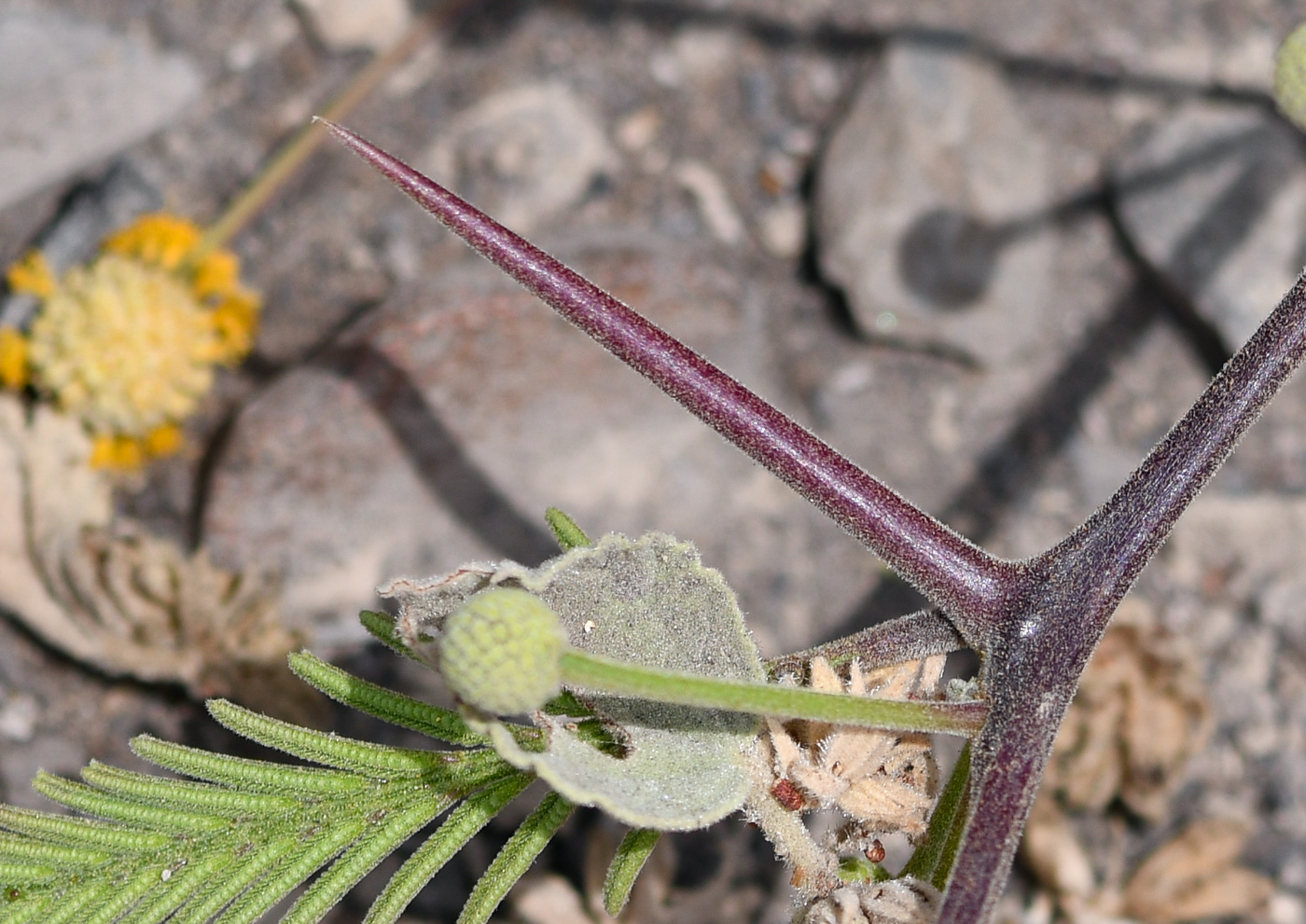 Image of Vachellia aroma var. huarango specimen.