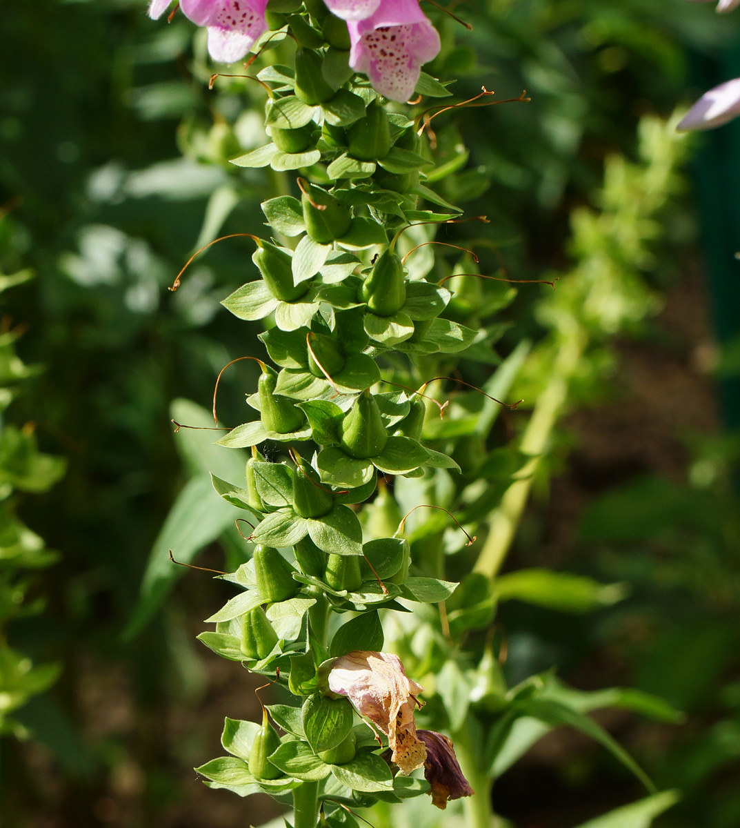 Image of Digitalis purpurea specimen.