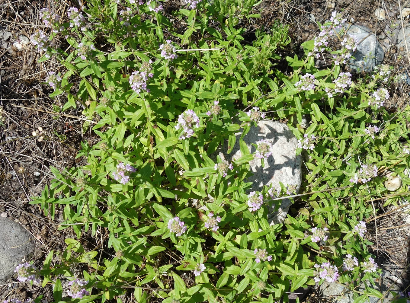 Изображение особи Thymus marschallianus.