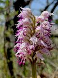 Orchis simia