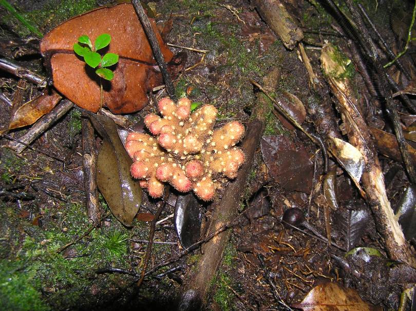 Image of Balanophora papuana specimen.