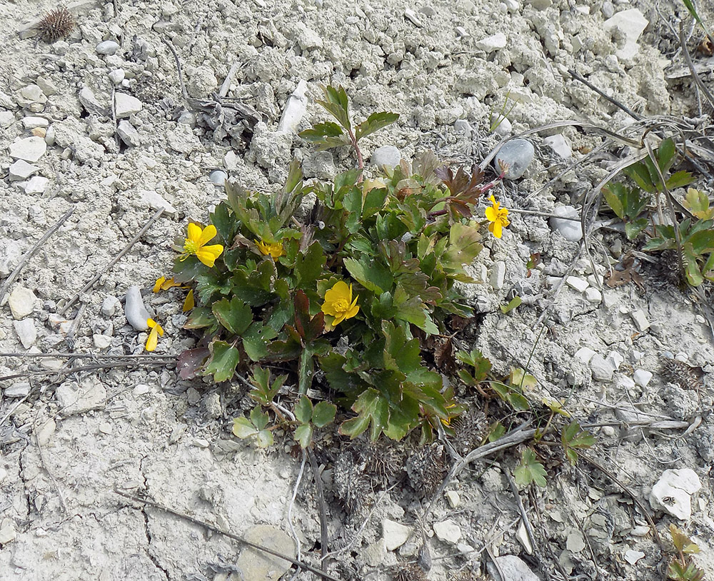 Image of Ranunculus repens specimen.