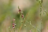 Linaria popovii