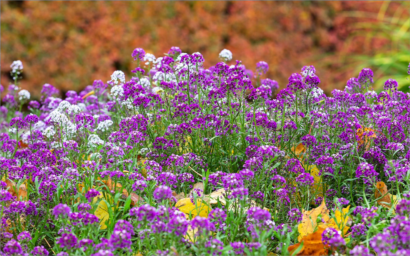 Изображение особи Lobularia maritima.