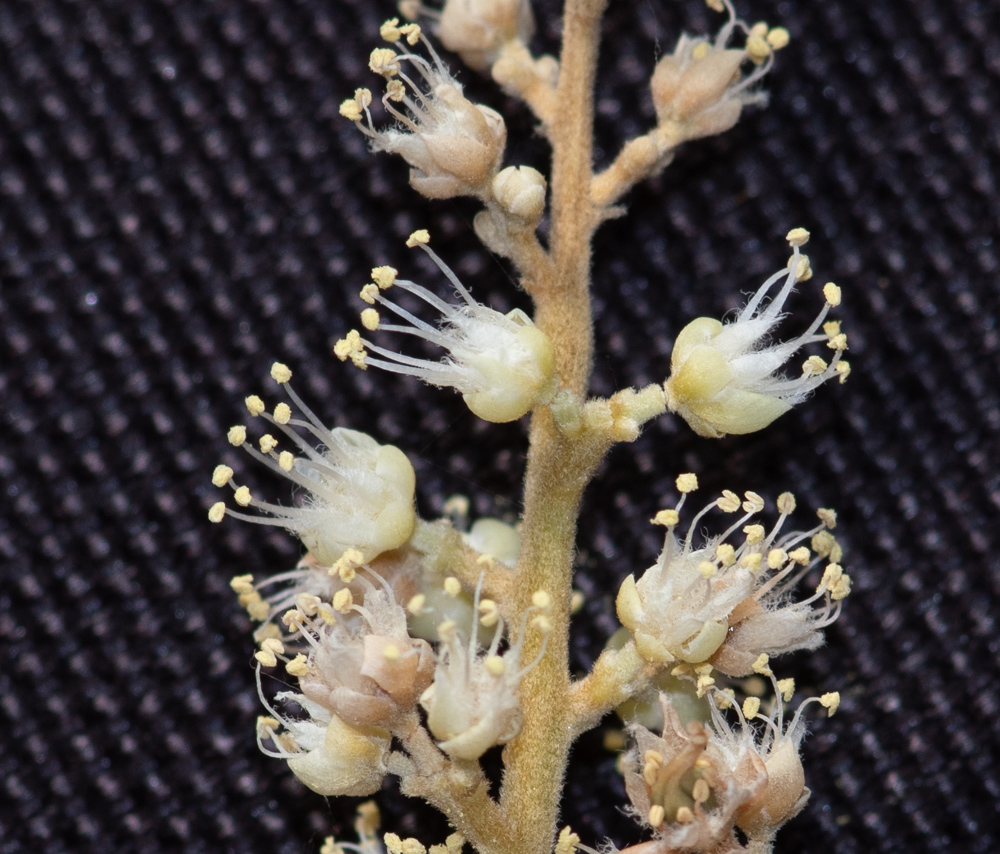 Image of Sapindus saponaria specimen.