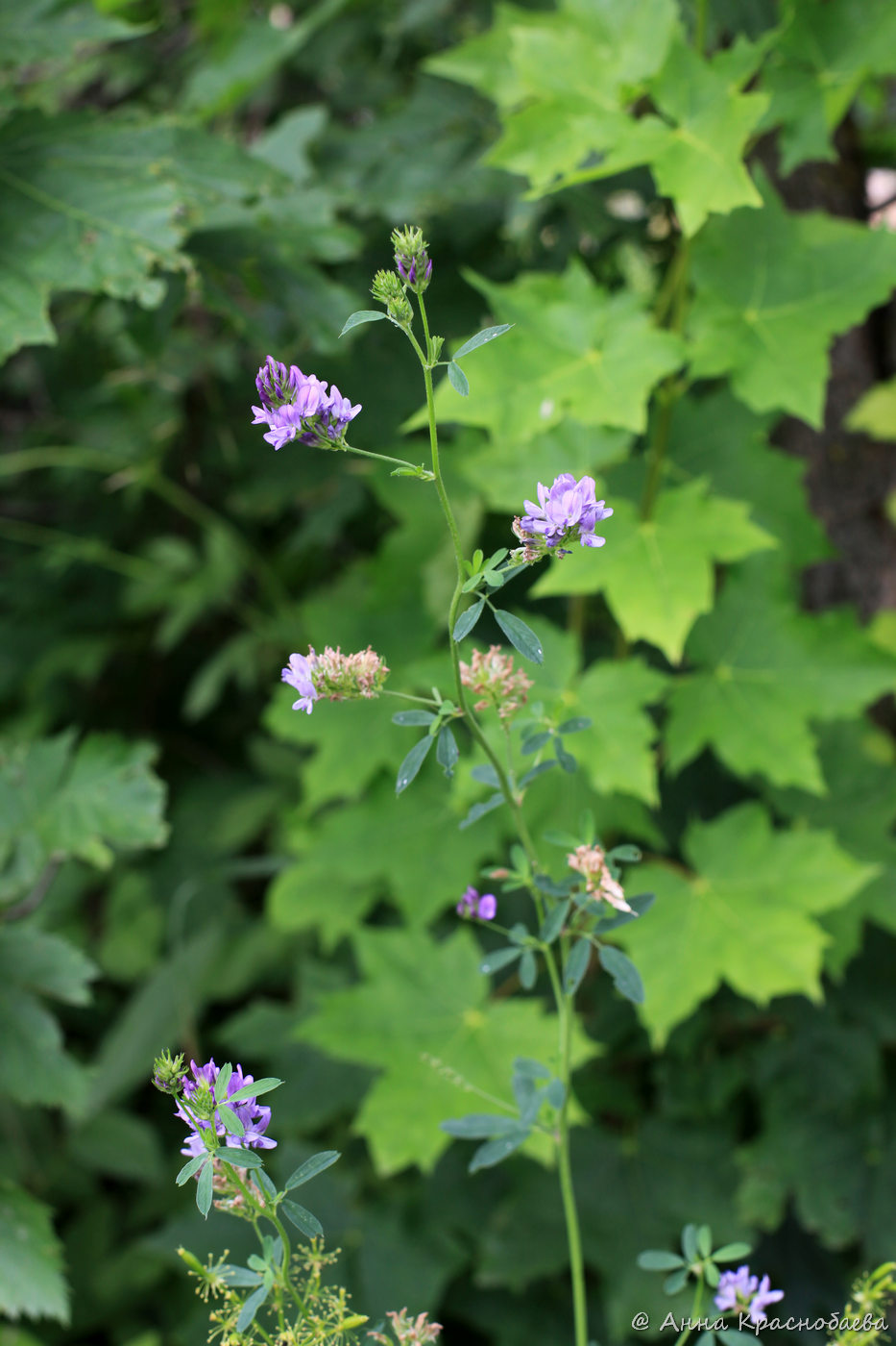 Изображение особи Medicago sativa.