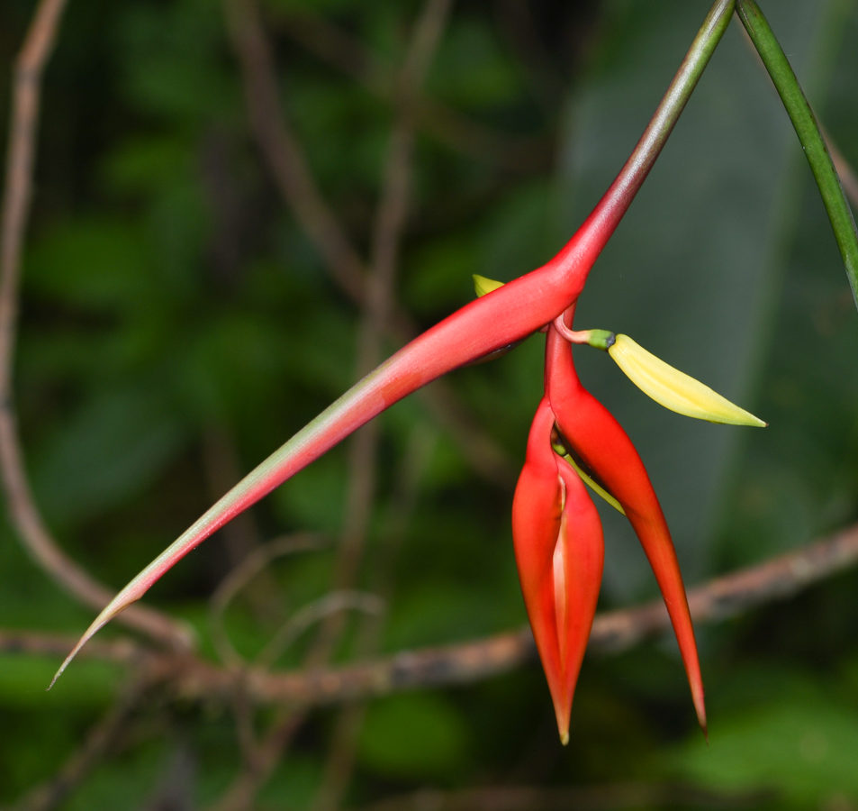 Изображение особи Heliconia subulata.