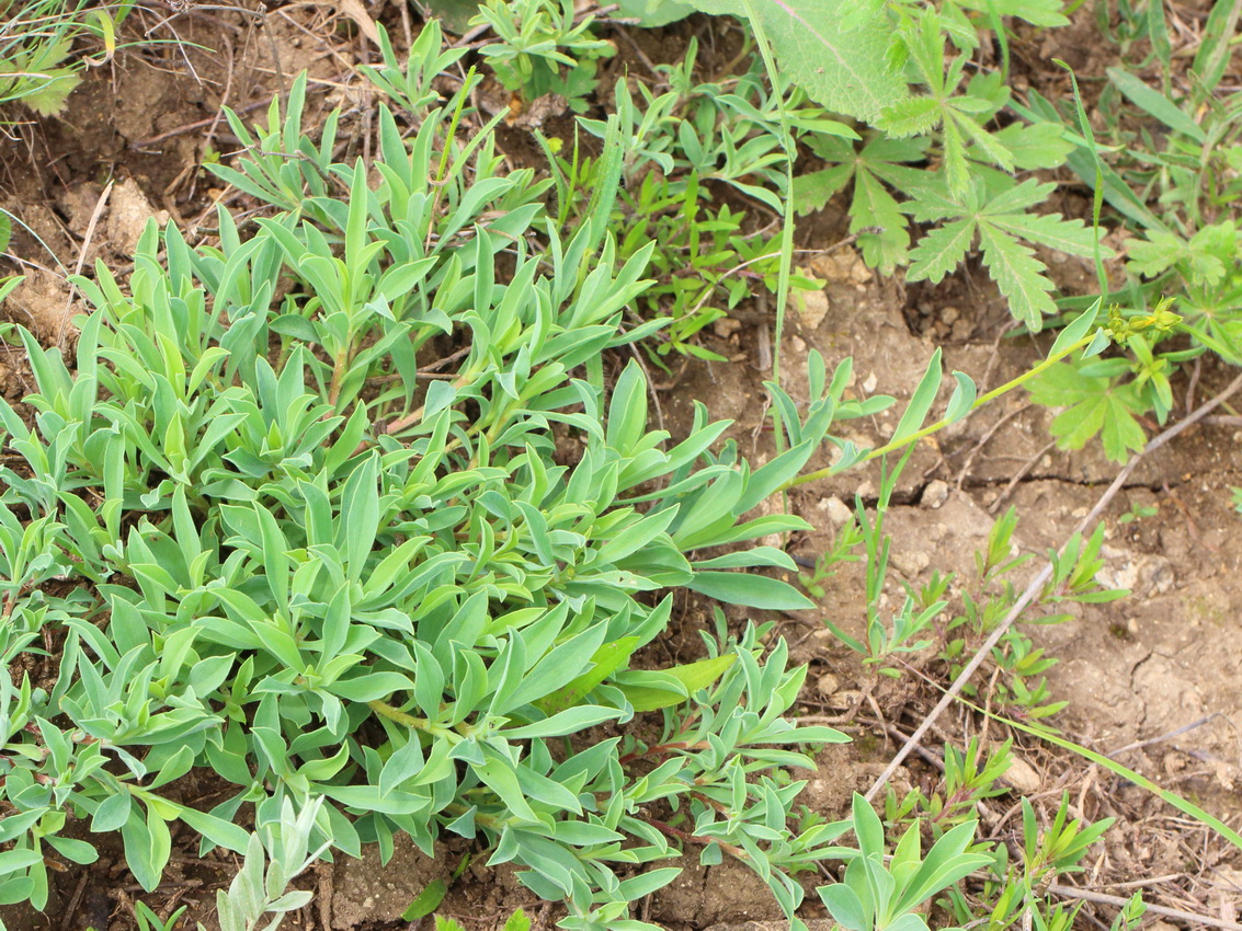 Image of Linum czernjajevii specimen.