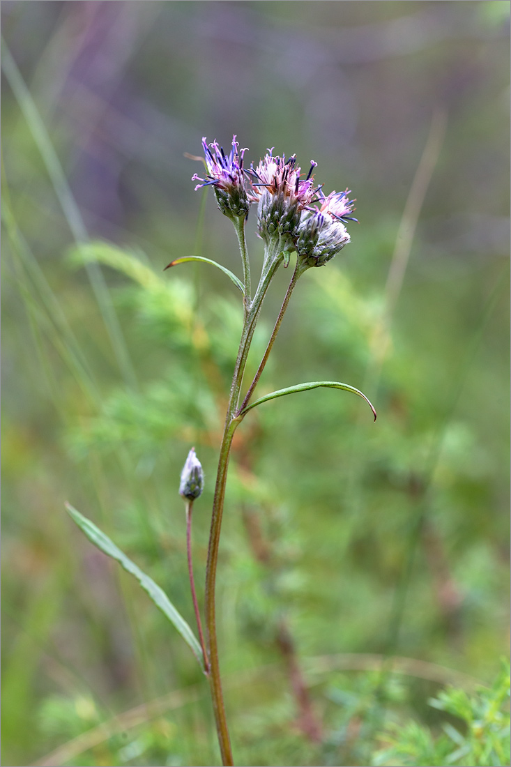 Изображение особи Saussurea alpina.