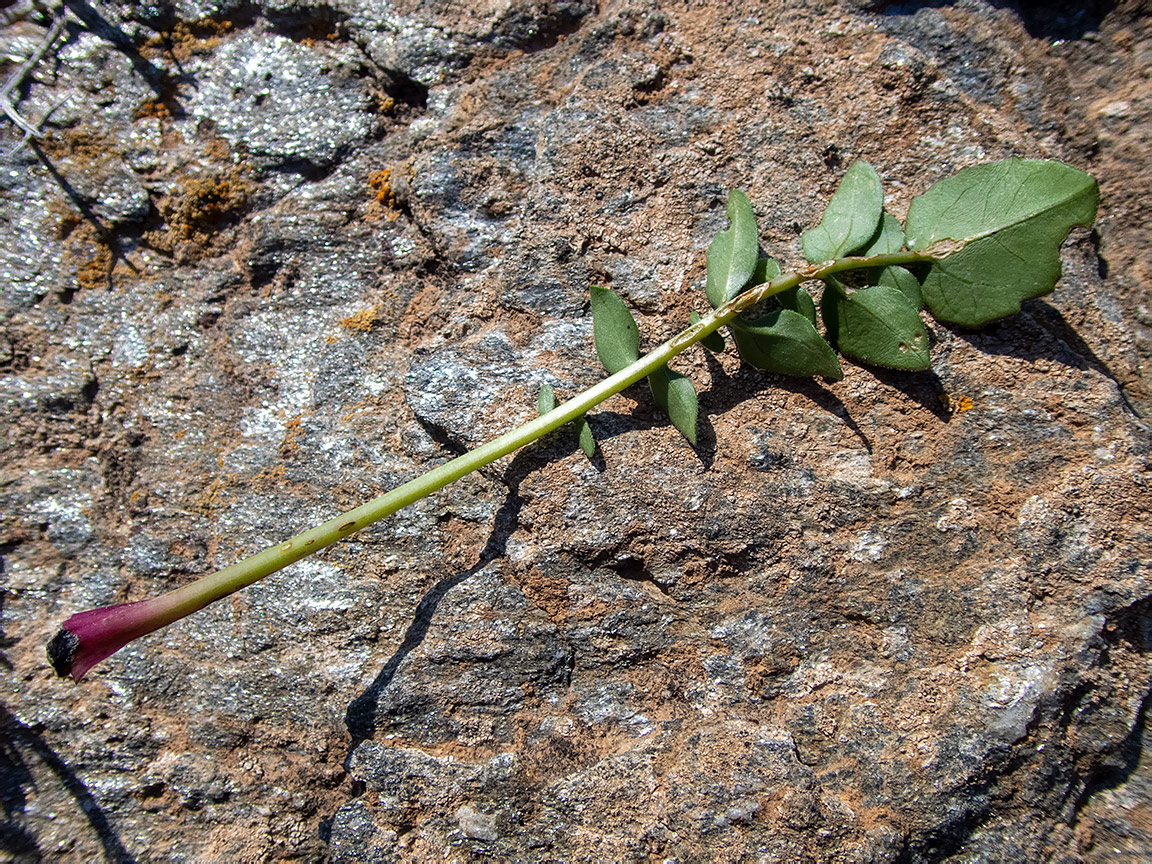 Image of Centaurea raphanina ssp. mixta specimen.